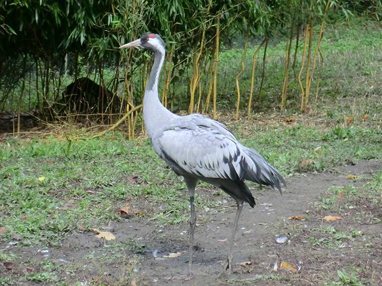 Grauer Kranich am 25. September 2014 im Grünen Zoo Wuppertal