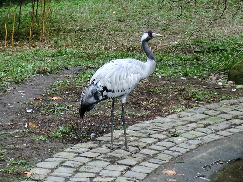 Grauer Kranich am 25. September 2014 im Zoologischen Garten der Stadt Wuppertal