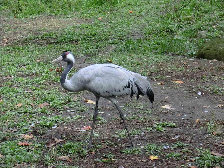 Grauer Kranich am 25. September 2014 im Wuppertaler Zoo