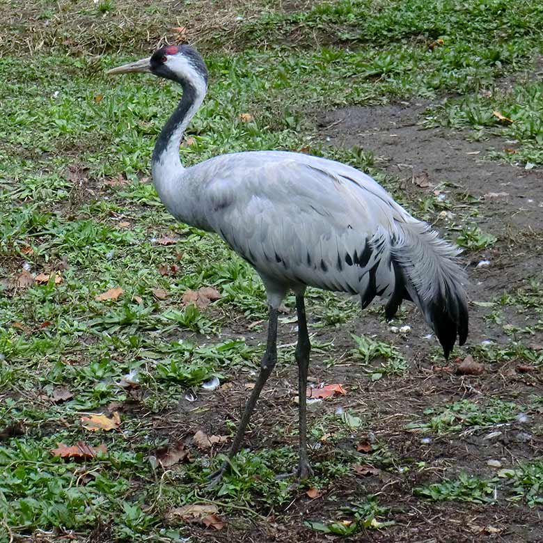 Grauer Kranich am 25. September 2014 im Zoologischen Garten Wuppertal