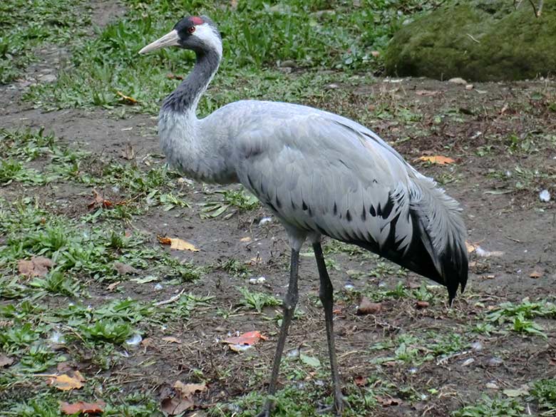 Grauer Kranich am 25. September 2014 im Grünen Zoo Wuppertal