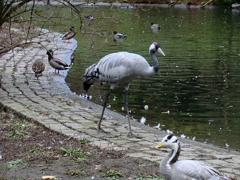 Grauer Kranich am 25. September 2014 im Zoologischen Garten Wuppertal