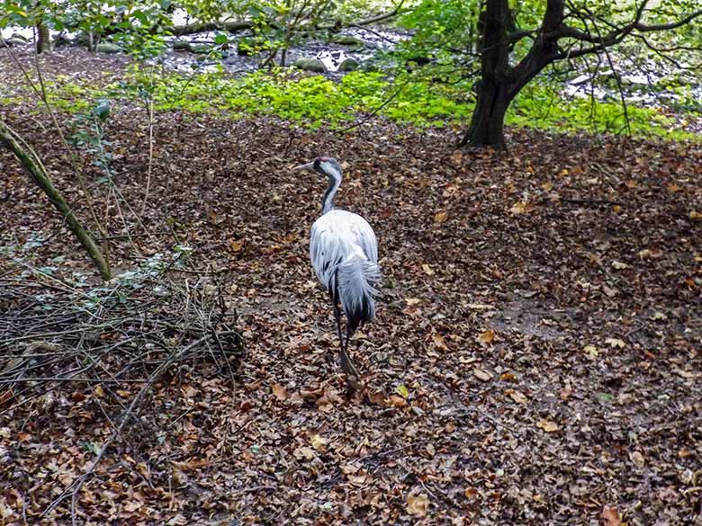 Grauer Kranich am 29. September 2014 im Wuppertaler Zoo