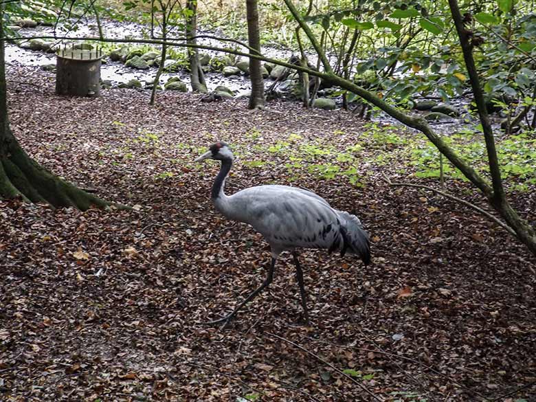 Grauer Kranich am 29. September 2014 im Grünen Zoo Wuppertal