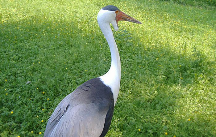 Klunkerkranich im Wuppertaler Zoo im Mai 2007