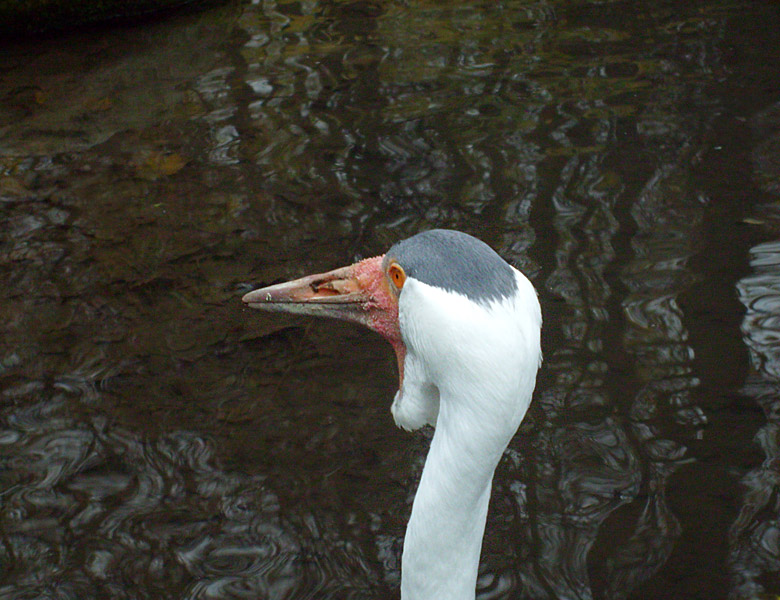 Klunkerkranich im Zoo Wuppertal im November 2008