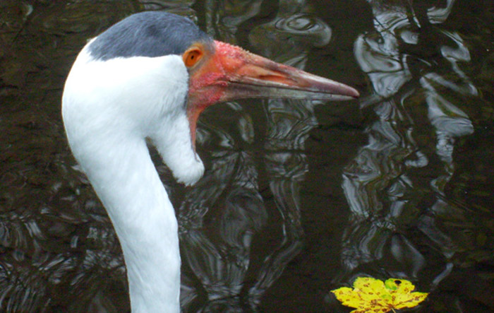 Klunkerkranich im Wuppertaler Zoo im November 2008