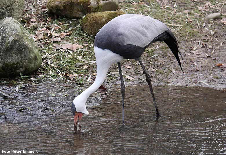 Klunkerkranich im Wuppertaler Zoo im Februar 2009 (Foto Peter Emmert)