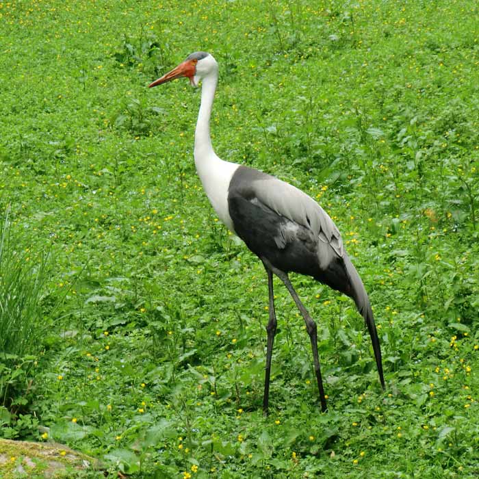 Klunkerkranich im Wuppertaler Zoo im Juni 2010