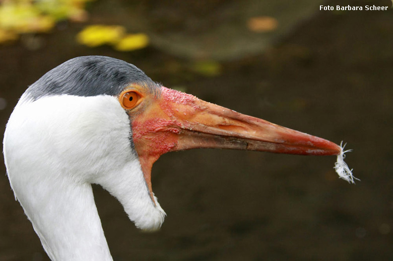 Klunkerkranich im Wuppertaler Zoo (Foto Barbara Scheer)