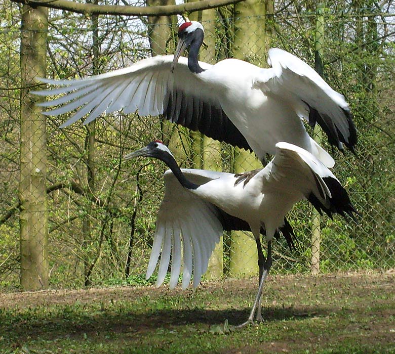 Paarung der Mandschurenkraniche im Wuppertaler Zoo im April 2010