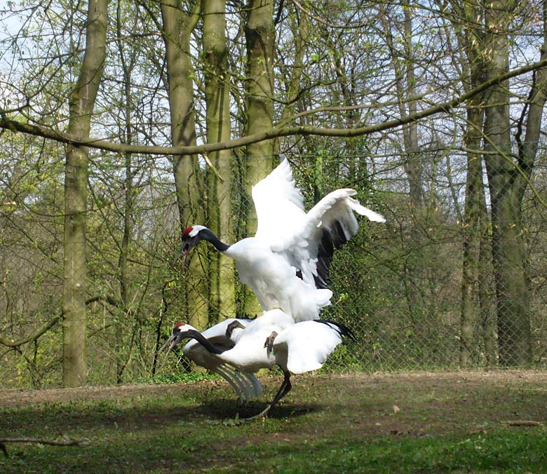 Paarung der Mandschurenkraniche im Zoologischen Garten Wuppertal im April 2010