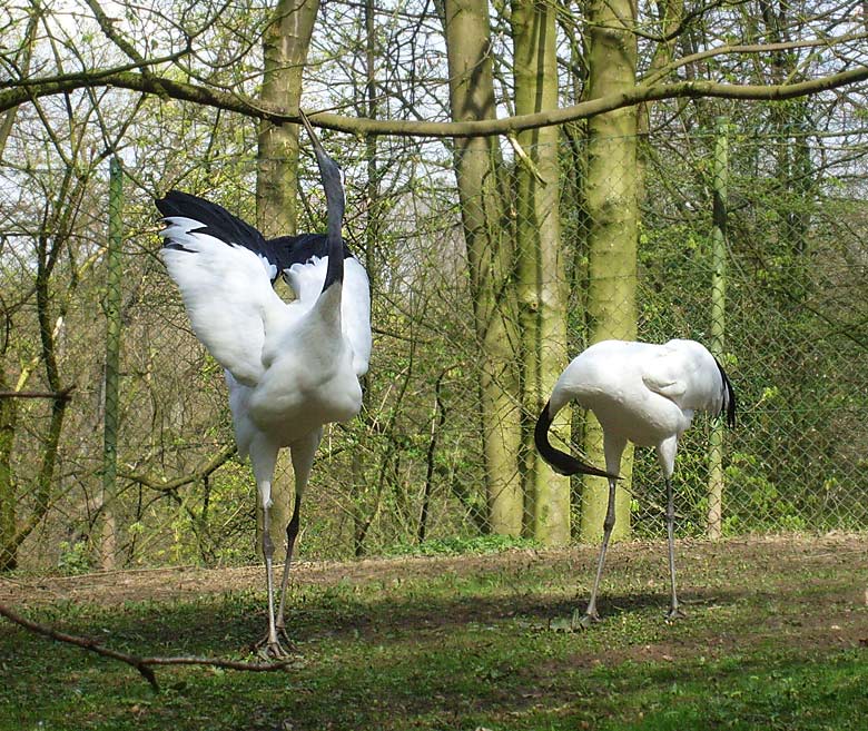 Balztanz des Mandschurenkranichs im Wuppertaler Zoo im April 2010