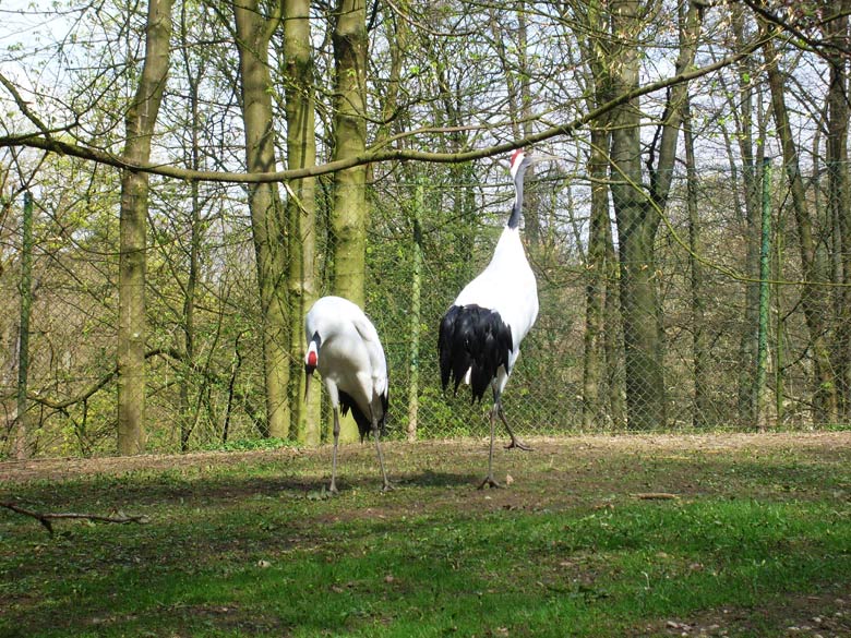 Mandschurenkraniche im Zoo Wuppertal im April 2010