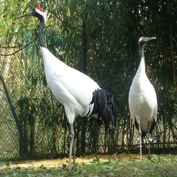 Mandschurenkranich im Wuppertaler Zoo im April 2010