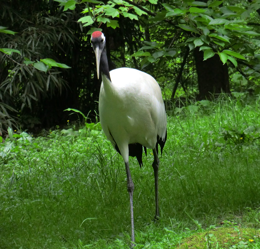 Mandschurenkranich im Zoo Wuppertal im Mai 2013