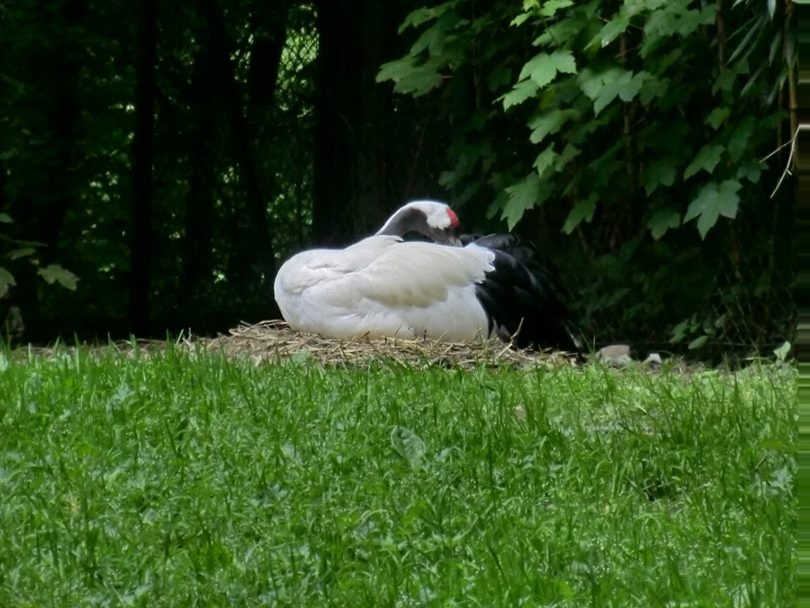 Mandschurenkranich im Wuppertaler Zoo im Mai 2013