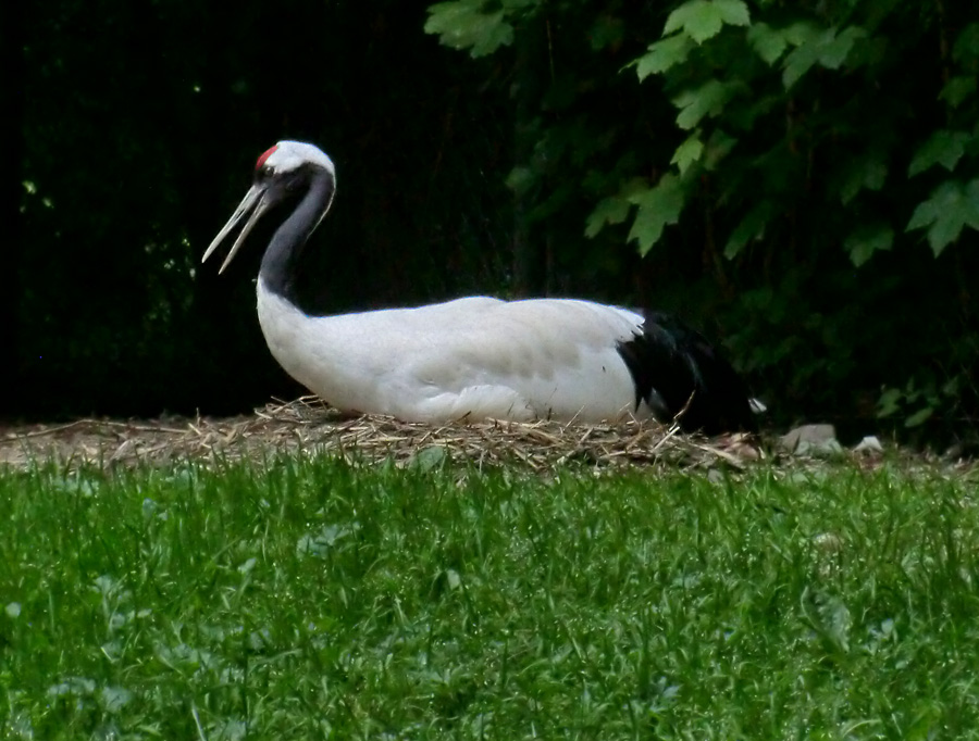 Mandschurenkranich im Zoologischen Garten Wuppertal im Mai 2013