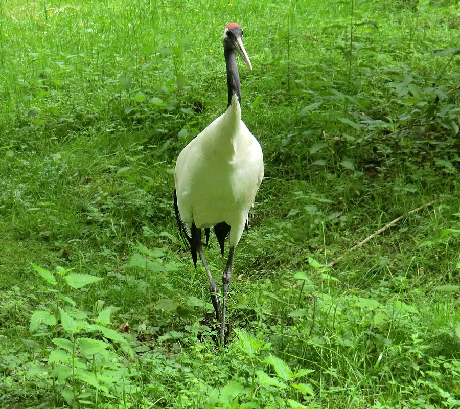 Mandschurenkranich im Wuppertaler Zoo im Mai 2013