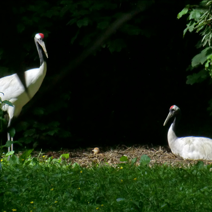 Mandschurenkraniche im Wuppertaler Zoo im Juni 2013