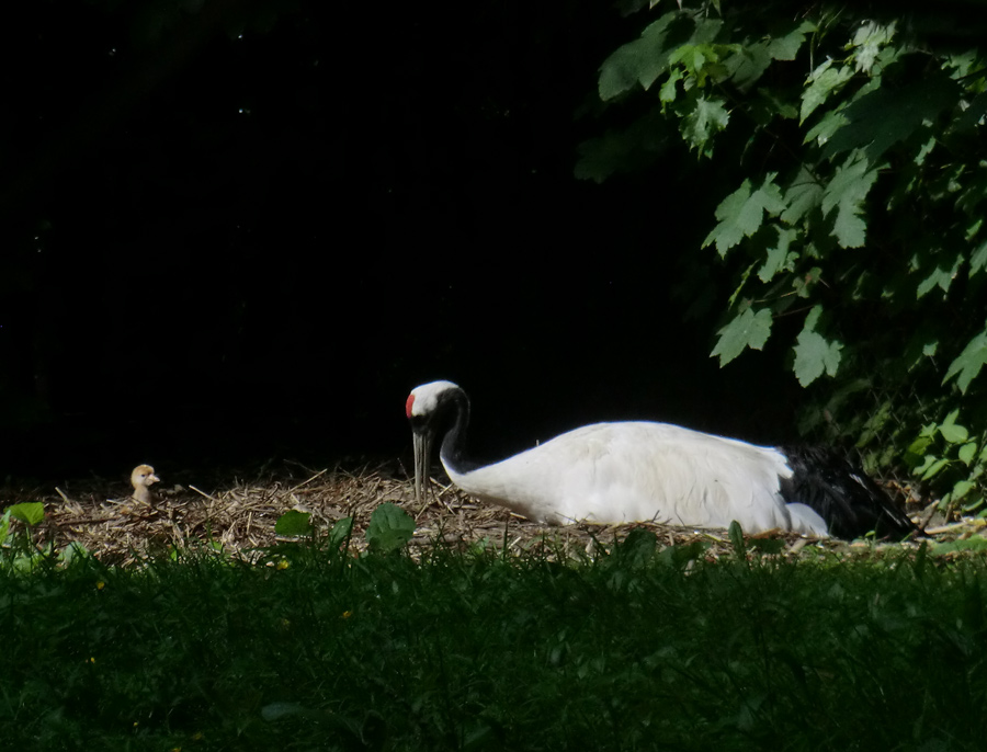 Mandschurenkranich mit Jungvogel im Zoologischen Garten Wuppertal im Juni 2013