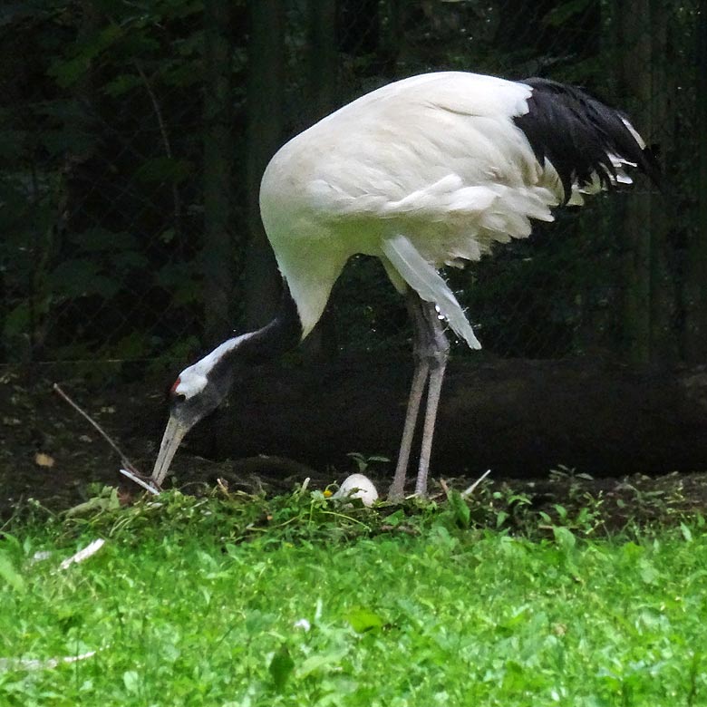 Mandschurenkranich mit Ei im Nest am 19. Juni 2016 im Zoologischen Garten der Stadt Wuppertal