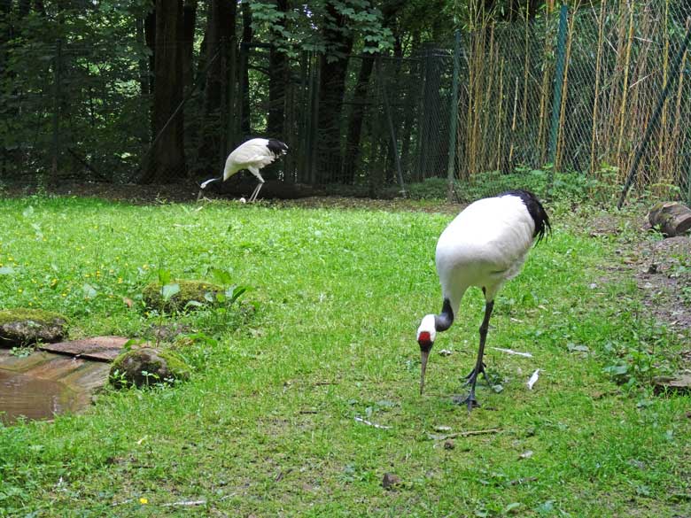 Mandschurenkranich-Paar mit Ei im Nest am 19. Juni 2016 im Grünen Zoo Wuppertal