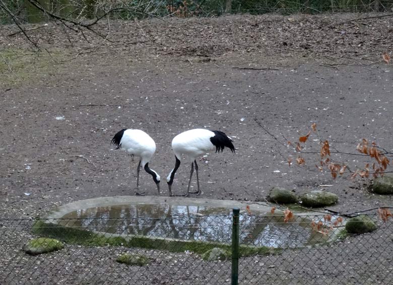 Mandschurenkraniche am 27. Februar 2017 auf der Außenanlage im Grünen Zoo Wuppertal