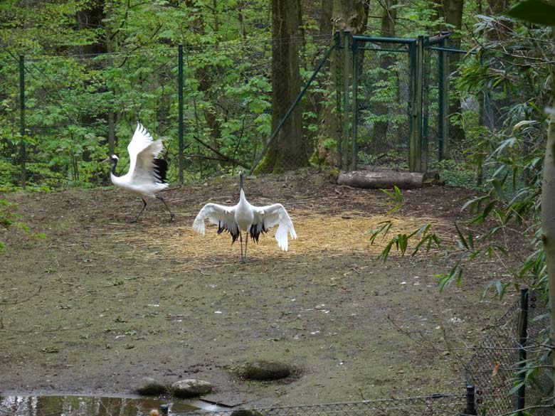 Mandschurenkraniche am 15. April 2017 im Grünen Zoo Wuppertal