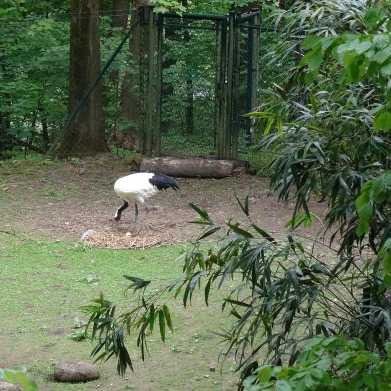 Mandschurenkranich mit einem Ei im Nest am 14. Mai 2017 im Grünen Zoo Wuppertal