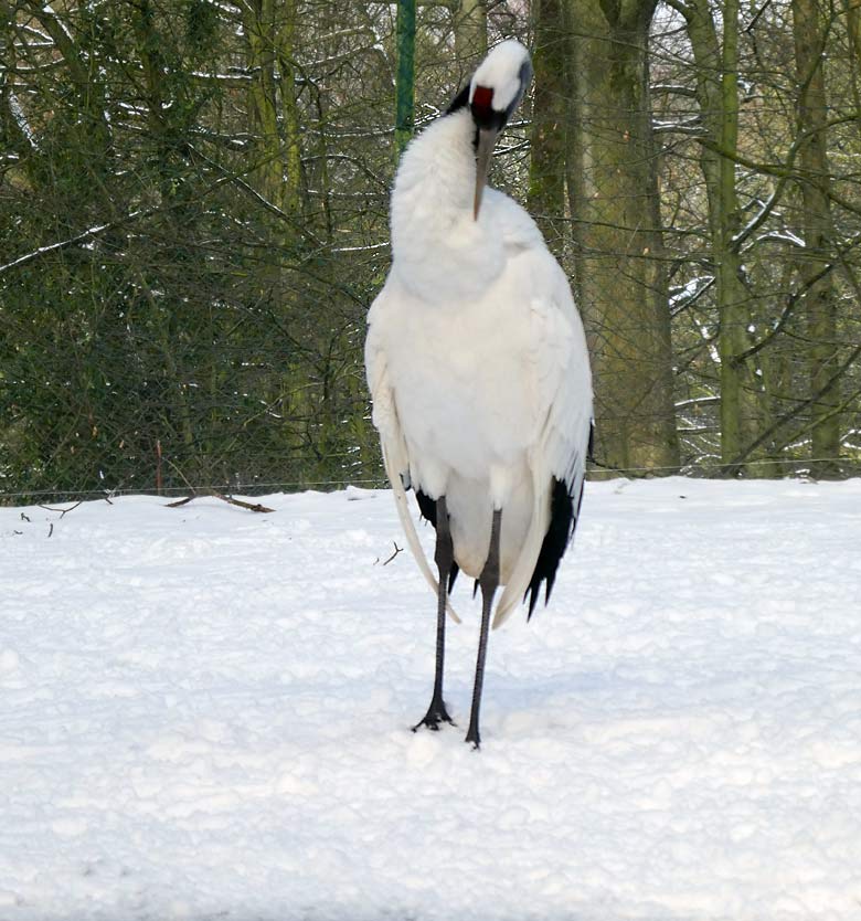 Mandschurenkranich am 3. März 2018 auf der Außenanlage im Wuppertaler Zoo