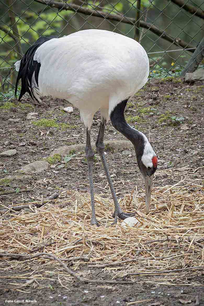 Mandschurenkranich mit Ei im Nest am 14. April 2018 im Grünen Zoo Wuppertal (Foto Gerrit Nitsch)