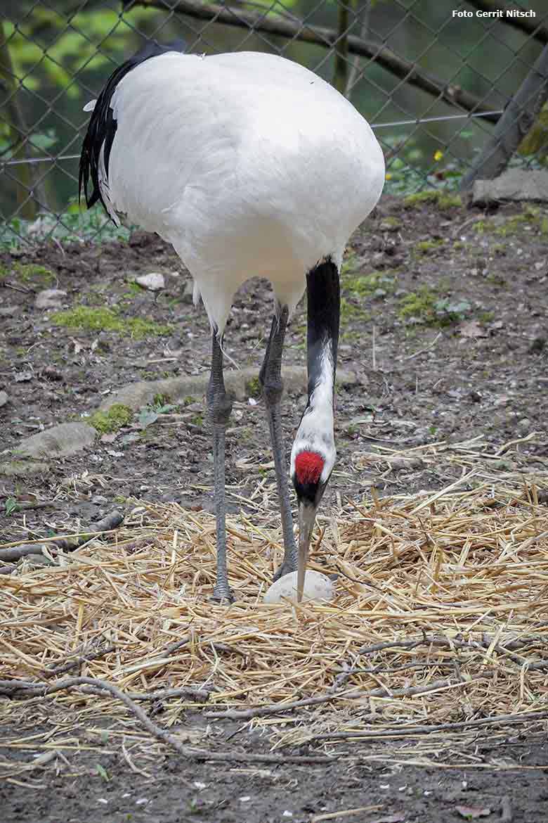 Mandschurenkranich mit Ei im Nest am 14. April 2018 im Zoologischen Garten Wuppertal (Foto Gerrit Nitsch)