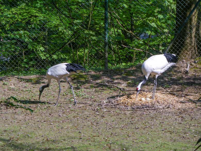 Mandschurenkraniche mit zwei Eiern im Nest am 21. April 2018 auf der Außenanlage im Grünen Zoo Wuppertal