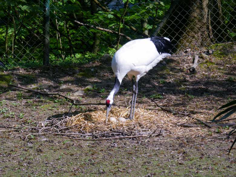 Mandschurenkranich mit zwei Eiern im Nest am 21. April 2018 auf der Außenanlage im Wuppertaler Zoo