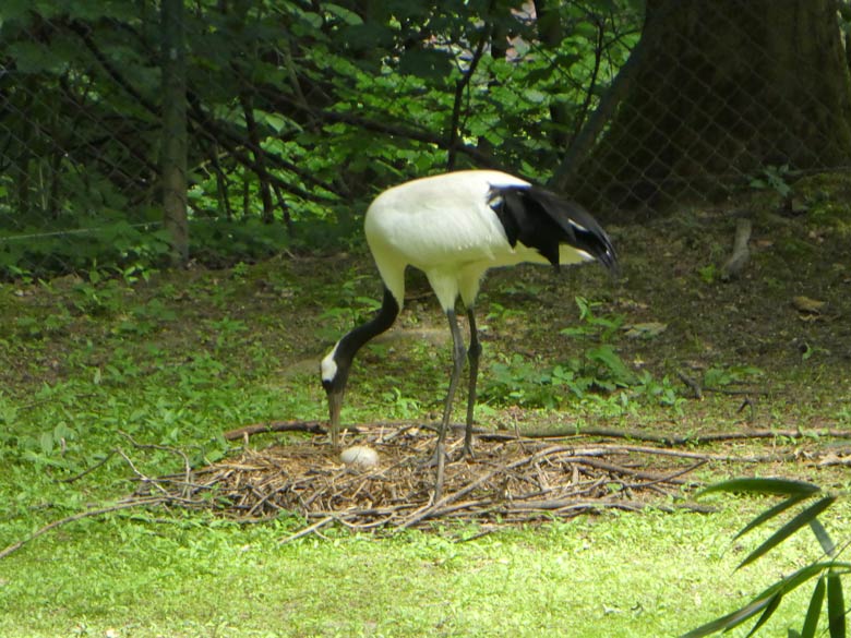 Mandschurenkranich-Weibchen mit einem Ei im Bodennest am 31. Mai 2018 im Wuppertaler Zoo