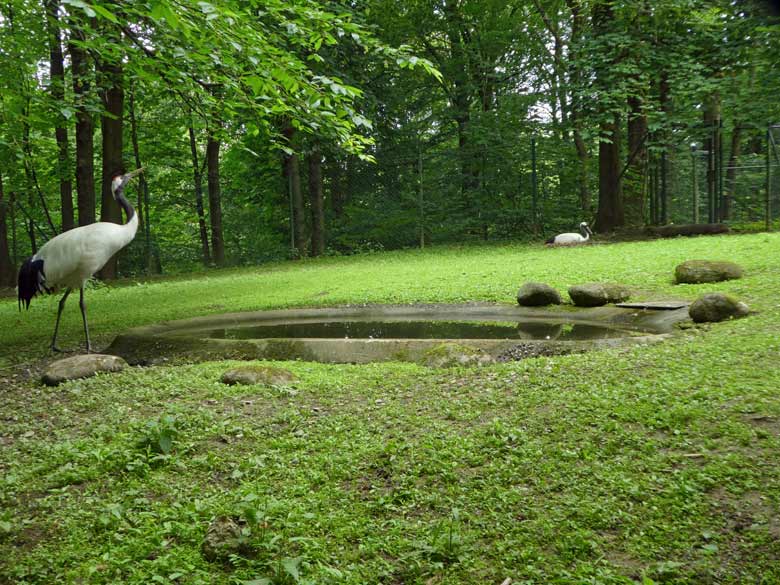 Mandschurenkranich-Männchen und brütendes Weibchen am 31. Mai 2018 im Grünen Zoo Wuppertal