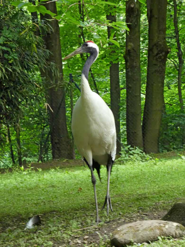 Vermeintlicher Mandschurkenkranich am 31. Mai 2018 im Zoo Wuppertal