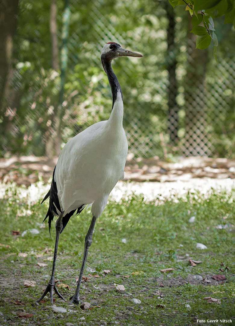 Mandschurenkranich am 26. Juli 2018 auf der Außenanlage im Grünen Zoo Wuppertal (Foto Gerrit Nitsch)