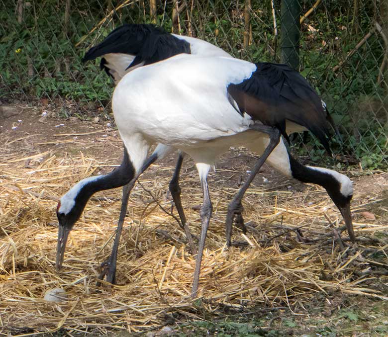 Mandschurenkraniche mit Ei im Nest am 7. April 2019 auf der Außenanlage im Zoo Wuppertal