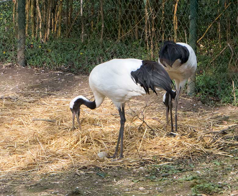 Mandschurenkraniche mit Ei im Nest am 7. April 2019 auf der Außenanlage im Wuppertaler Zoo