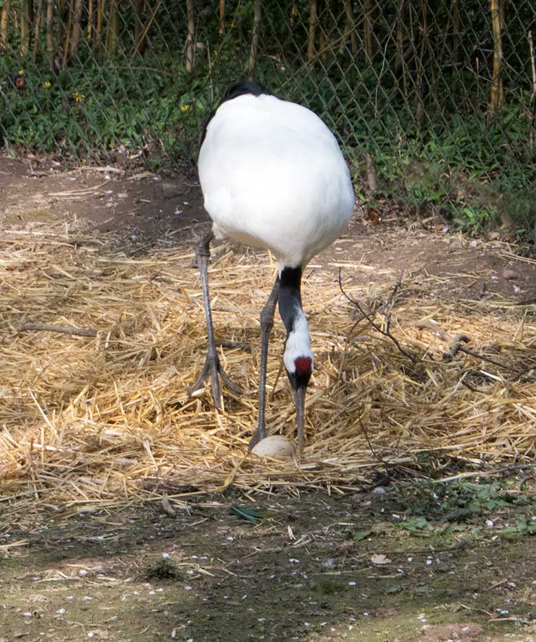 Mandschurenkranich mit Ei im Nest am 7. April 2019 auf der Außenanlage im Zoologischen Garten Wuppertal