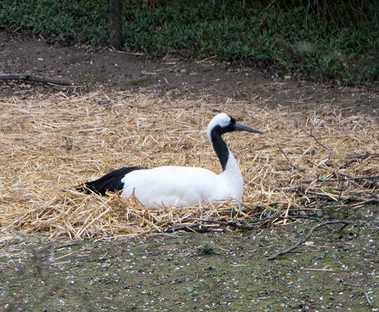 Brütender Mandschurenkranich am 12. April 2019 auf der Außenanlage im Grünen Zoo Wuppertal