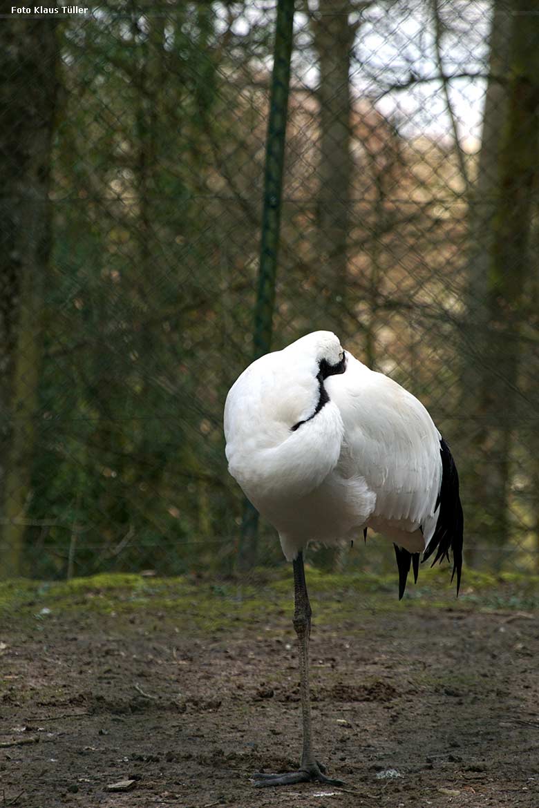 Mandschurenkranich am 7. März 2020 auf der Außenanlage im Zoo Wuppertal (Foto Klaus Tüller)