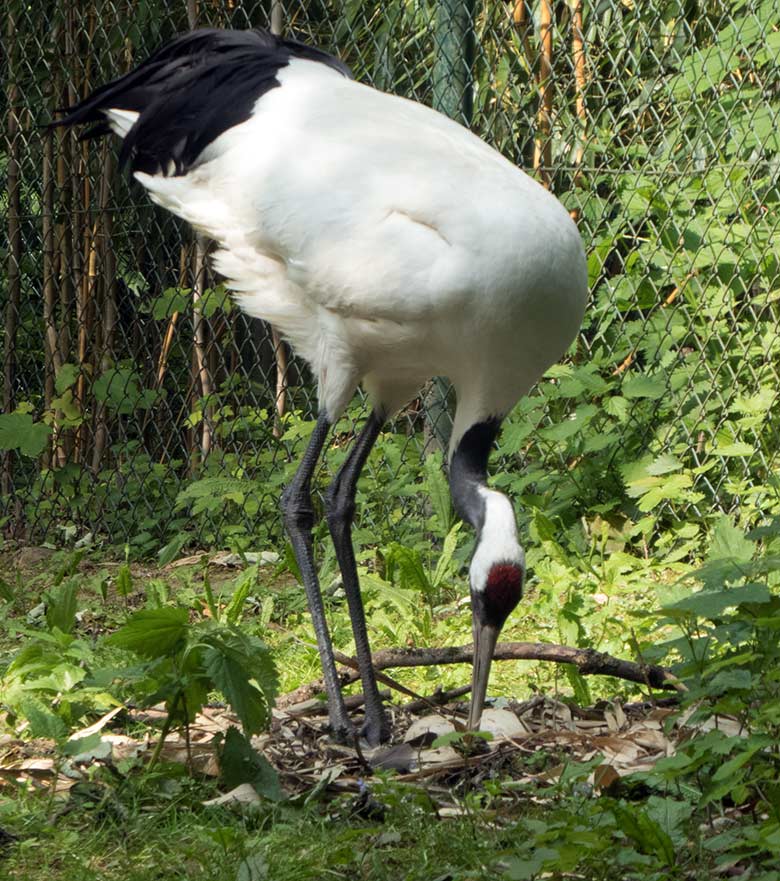 Mandschurenkranich am Nest mit zwei Eiern am 19. Mai 2020 auf der Außenanlage im Wuppertaler Zoo