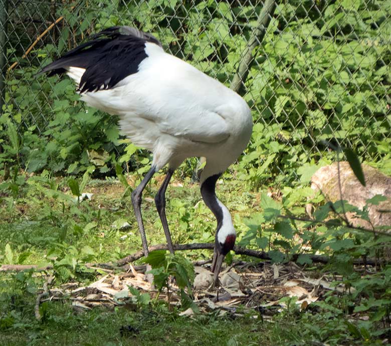 Mandschurenkranich mit zwei Eiern im Nest am 19. Mai 2020 auf der Außenanlage im Grünen Zoo Wuppertal