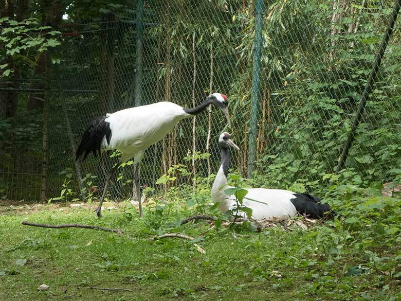 Brütende Mandschurenkraniche am 25. Mai 2020 auf der Außenanlage im Zoologischen Garten Wuppertal