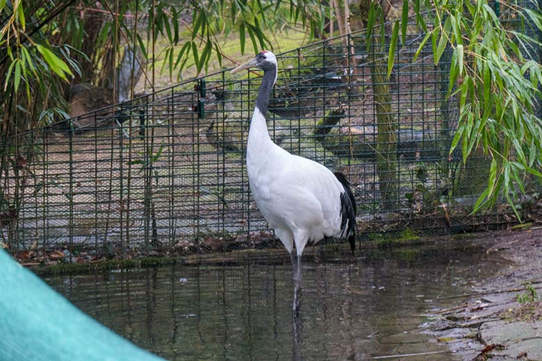 Mandschurenkranich am 8. März 2021 auf der aktuellen Anlage unterhalb des Vogel-Hauses im Zoologischen Garten Wuppertal