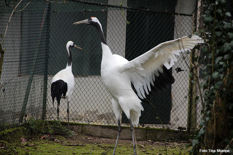 Mandschurenkraniche am 21. März 2021 auf der rechten Außenanlage unterhalb des Vogel-Hauses im Grünen Zoo Wuppertal (Foto Tina Stumpe)