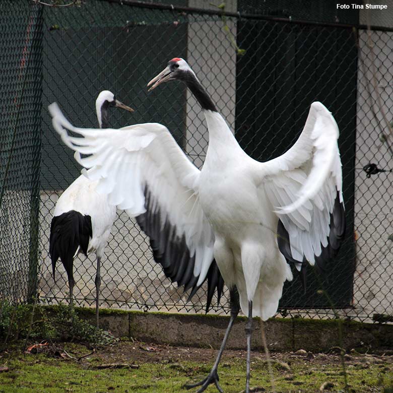 Mandschurenkraniche am 21. März 2021 auf der rechten Außenanlage unterhalb des Vogel-Hauses im Wuppertaler Zoo (Foto Tina Stumpe)